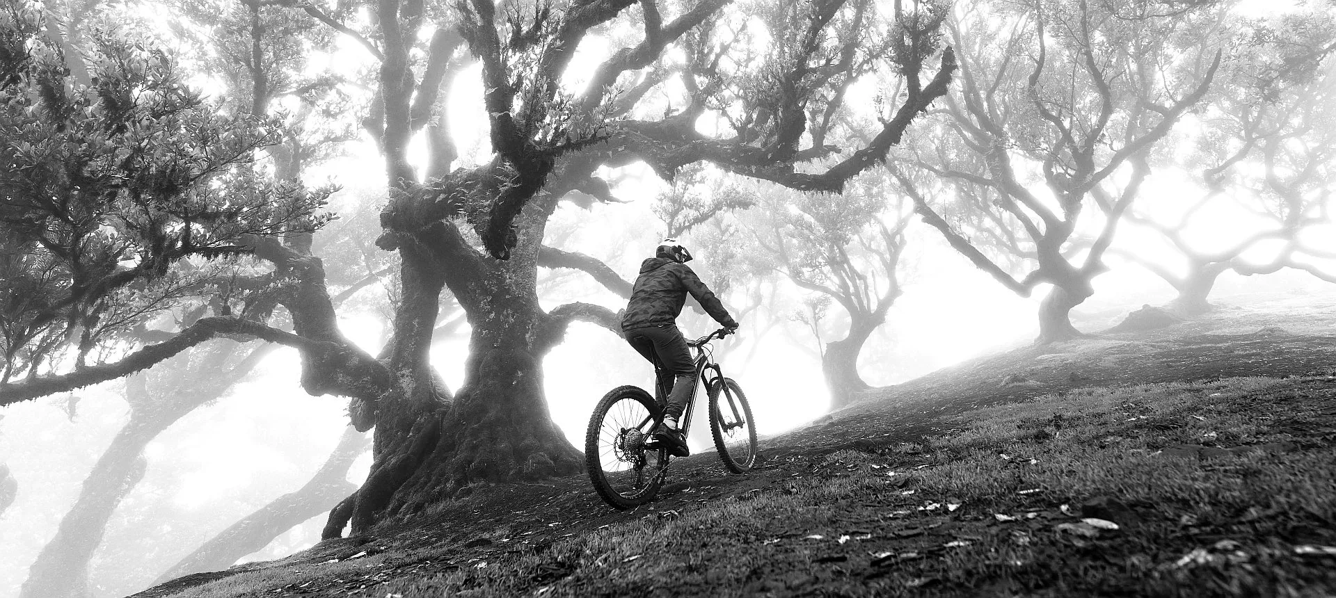 Dartmoor_Rocbird Pro_Madera_Fanal Forest